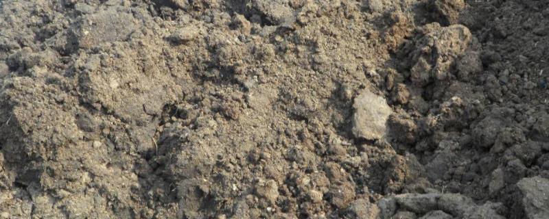 鸡粪怎么发酵，发酵多久可以用（鸡粪怎么发酵,发酵多久可以用了）