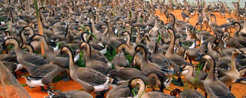 鹅的掌是什么部位,鹅的掌毛颈分别指哪