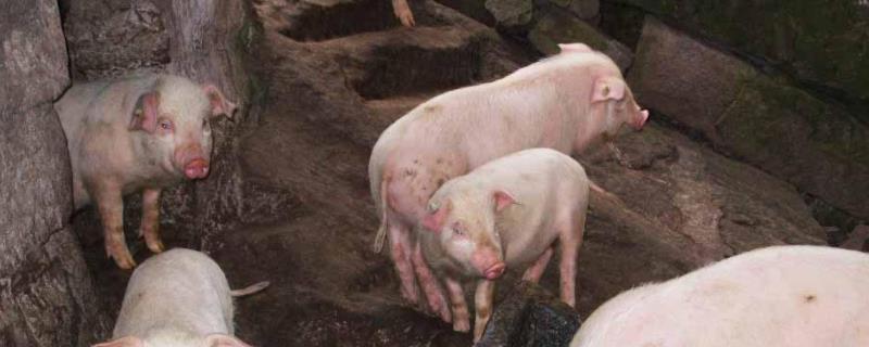 猪身上起铁锈原因,如何治疗,猪胀气是什么原因引起的,如何治疗