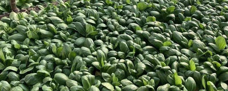 菜打了虫药几天能吃,适合早上还是晚上采摘