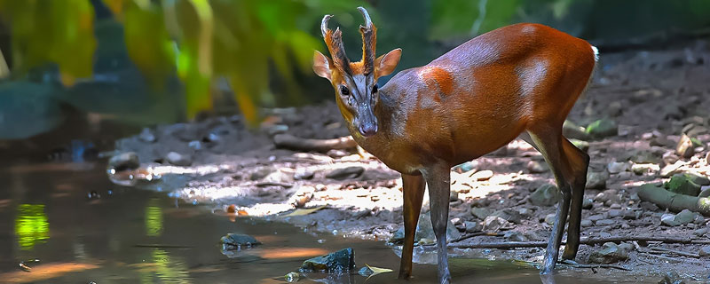 黄惊是几级保护动物（黄麂子是几级保护动物）