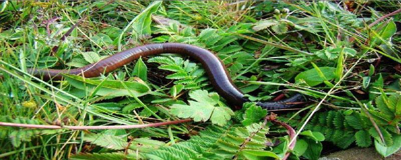 蚯蚓如何繁衍 蚯蚓是如何繁殖的