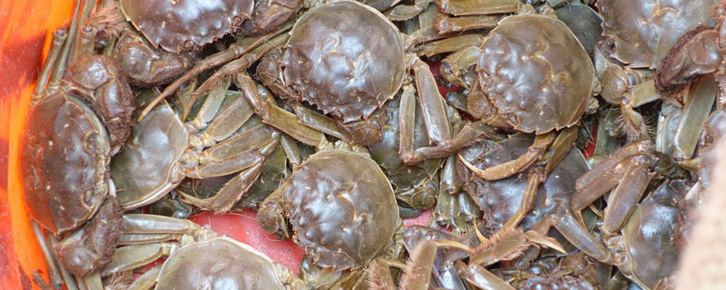 活河蟹怎么保存不死 活着河蟹怎么保存