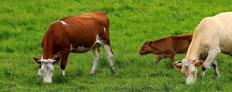牛过量吃玉米面怎么办 牛大量吃了玉米怎么办