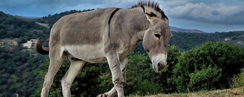 驴的养殖利润与成本，如何培种（驴的养殖成本与利润多少）