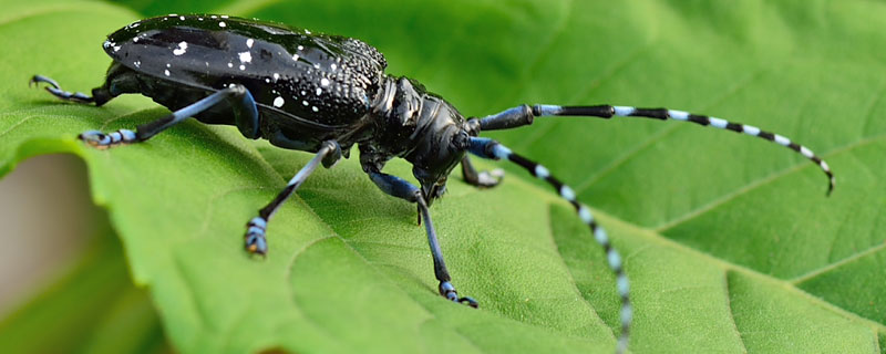 关于天牛的资料介绍（关于天牛的资料介绍简单）