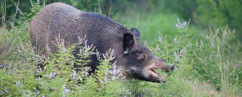 野猪野兔是保护动物吗 野兔野兔是保护动物吗