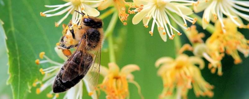 蜂种类（中国常见蜜蜂种类）