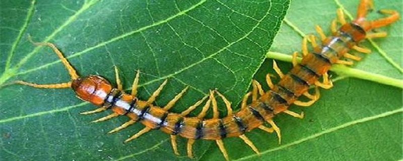 蜈蚣天敌 蜈蚣天敌 请问哪里有鸡