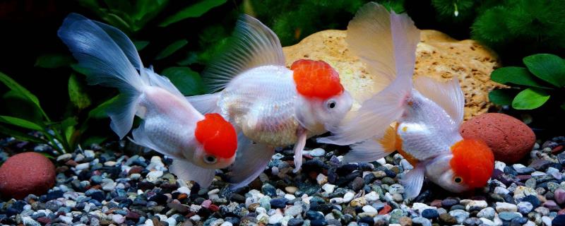 金鱼苗怎么养，怎么度过破肚期（金鱼苗子怎么养）