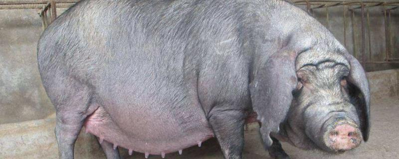 猪配种后几个小时能喂,配种后多少天能看出怀孕