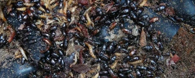 九龙虫怎么养繁殖最快,附饲养方法