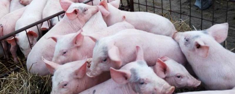 母猪舍温度多少度最适合,冬季取暖设备有哪些