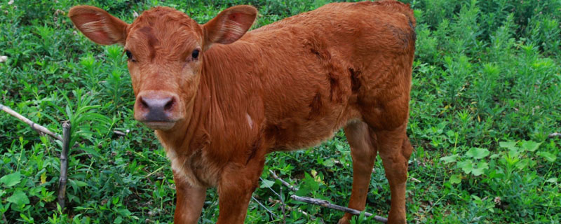 新生牛犊站不起来什么原因（新生牛犊站不起来是怎么回事）