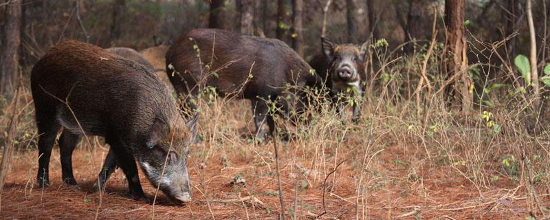 散养野猪用什么围山 在山上散养野猪