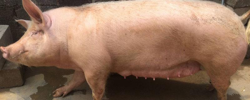 母猪生小猪生不下来怎么办(母猪生小猪生不下来怎么办?)