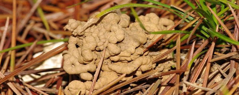 蚯蚓土养花好吗 蚯蚓土栽花好吗