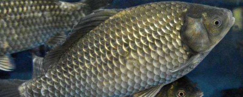 鲫鱼生长速度,要长多久才能达到1斤(鲫鱼生长速度,要长多久才能达到1斤呢)