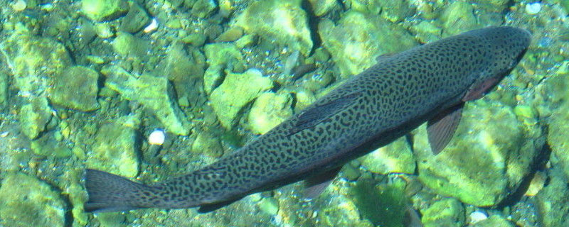 水产用碘什么时间最佳，要注意什么（水产用碘药效多长时间）