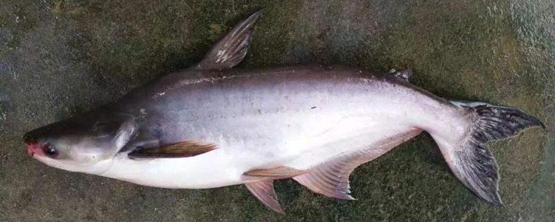 龙利鱼是巴沙鱼吗 龙利鱼是不是沙巴鱼