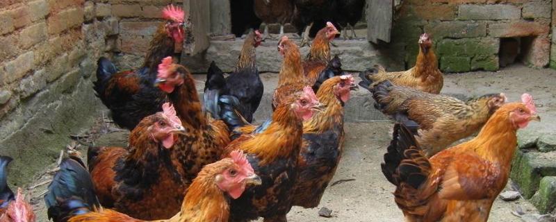 土鸡多久能长出第五个脚趾,淘汰蛋鸡养多久变土鸡