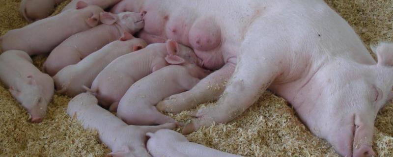 正常母猪排卵流什么样东西,用促排卵3号使用方法