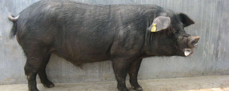 太湖三代可以留母猪吗,多重可以配种