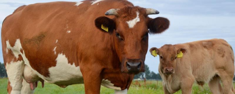 牛一胎生几只小牛,牛生崽是头先出还是脚先出