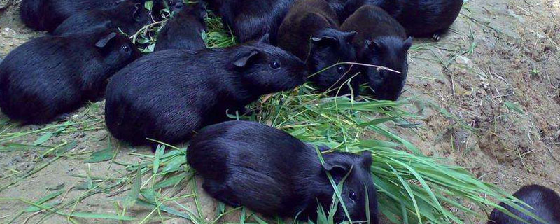 黑豚和竹鼠有什么区别（黑豚鼠和竹鼠一样吗）