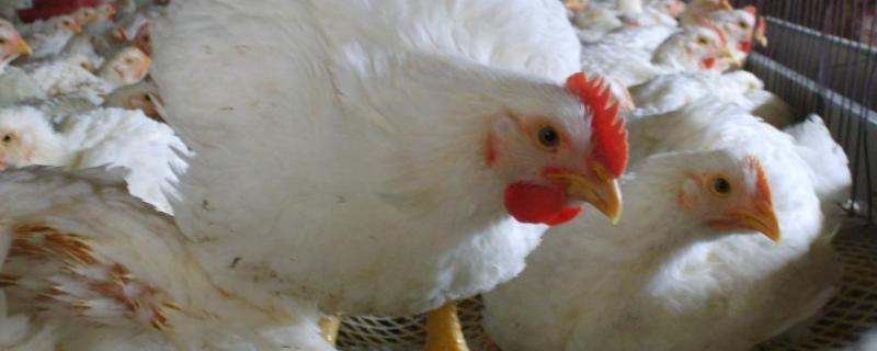 白羽鸡生长周期，多少天出栏 白羽鸡生长时间