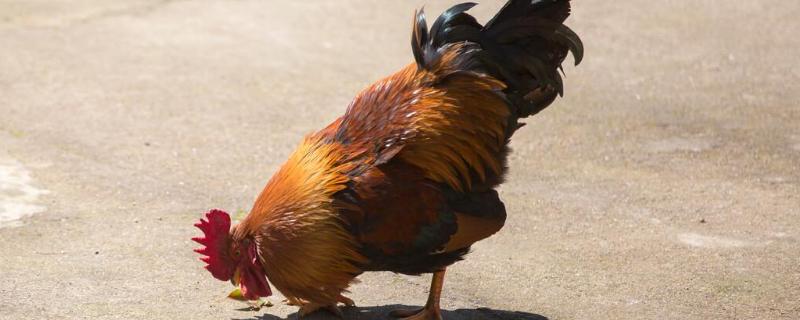 公鸡的特征和特点，尾巴能干什么 公鸡的尾巴最好看对吗