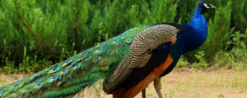 蓝孔雀可以私人养殖吗（蓝孔雀可以私人养殖吗蓝孔雀属保护动物吗?）