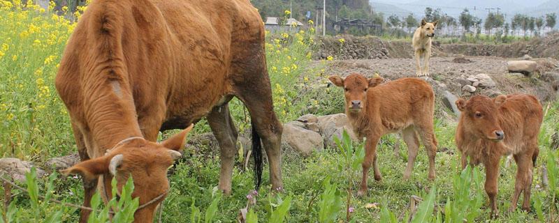 1000斤牛能出多少斤肉 一头牛1000斤可以出肉多少斤