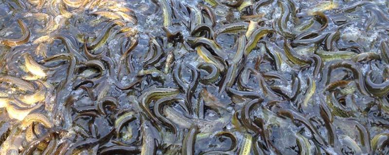 泥鳅吃什么饲料,冬天会不会冻死 泥鳅吃什么饲料,冬天会不会冻死呢