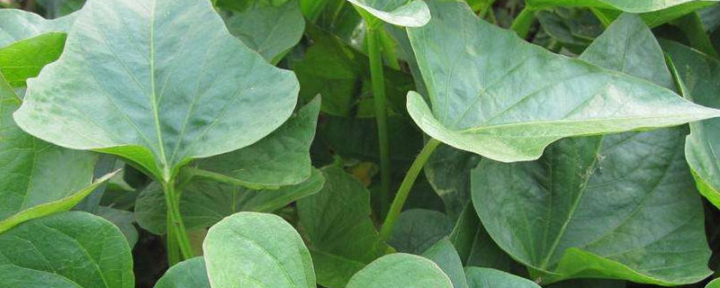 污水处理常用4种药剂 污水处理常用4种药剂黑木炭