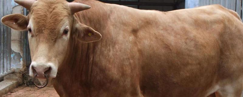 牛一辈子可以生几个小牛,4个牙的牛几岁