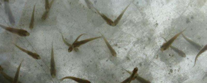 鲤鱼苗几个月能长2斤，怎么养 鲤鱼苗几个月能长1斤