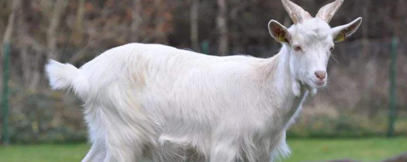 一只羊有多重，杀羊去毛好方法 一只羊有多重,杀羊去毛好方法是什么