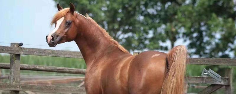 私人养马的成本,一天喂几顿最合理