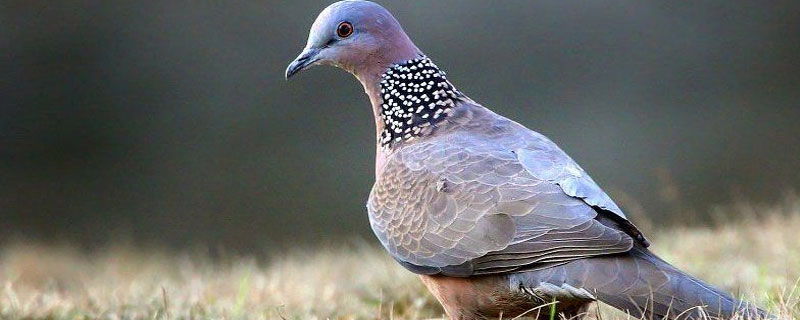 斑鸠冬天多少度会冻死(斑鸠冬天会不会冻死)