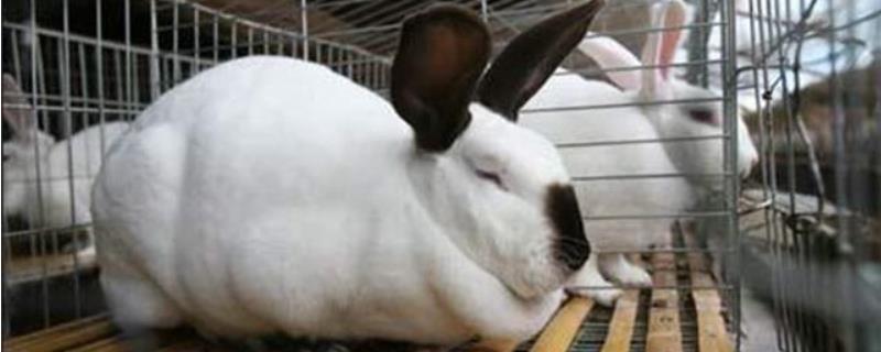 家兔养殖与防病技术,市场前景如何