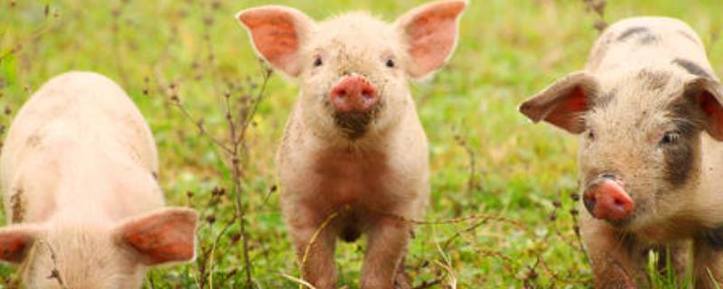 刚下的小猪怎么管理（刚下的小猪需要做什么）
