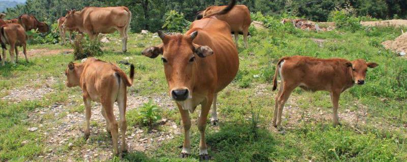 养200头牛要几亩地,国家补贴多少,一年的利润有多少