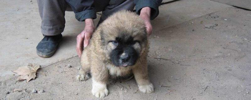 肉狗吃什么饲料长得快（肉狗喂什么食物长得快）