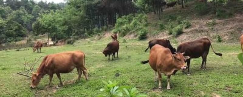 喂牛的草种有哪些品种,养10头牛种几亩牧草