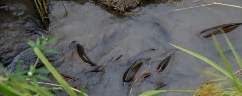 稻田养鱼怎么设计,一亩能养多少鱼 稻田养鱼一亩能养多少鱼?养什么鱼最合适?