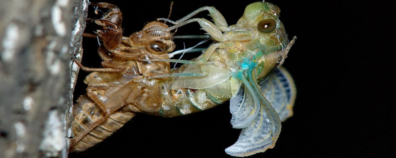 金蝉卵什么时候种植 金蝉产卵多少