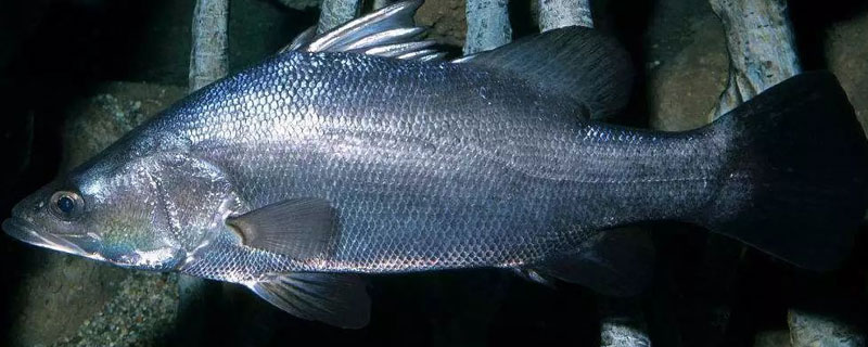 红古鱼是海鱼吗（海鱼是什么鱼）