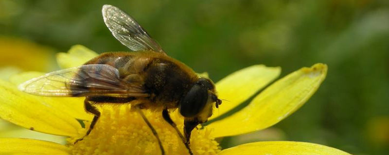 养蜂过高速公路收费吗(养蜂车上高速该怎么样收费)