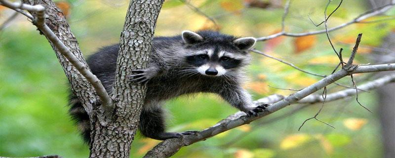 果子狸的毛有何用处（果子狸去毛）